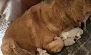 金毛半夜不停撓門，主人毫不在意，汪：再不開