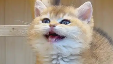 如何為“毛孩子”找到更好去處