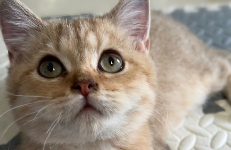 “云投喂”流浪貓：莫讓商業利益大過社